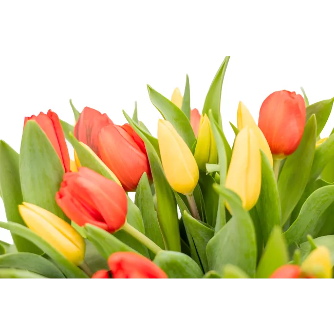 Bouquet of tulips